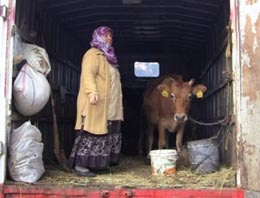 Çareyi Kemal Sunal filminde buldu